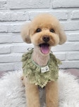 우리몽