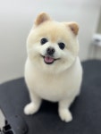 뽀그리독