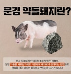 약돌고집