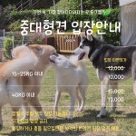 도그캠프 김포점