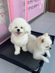 별밤펫스토리