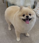 콩돌이네애견샵