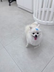 우리댕