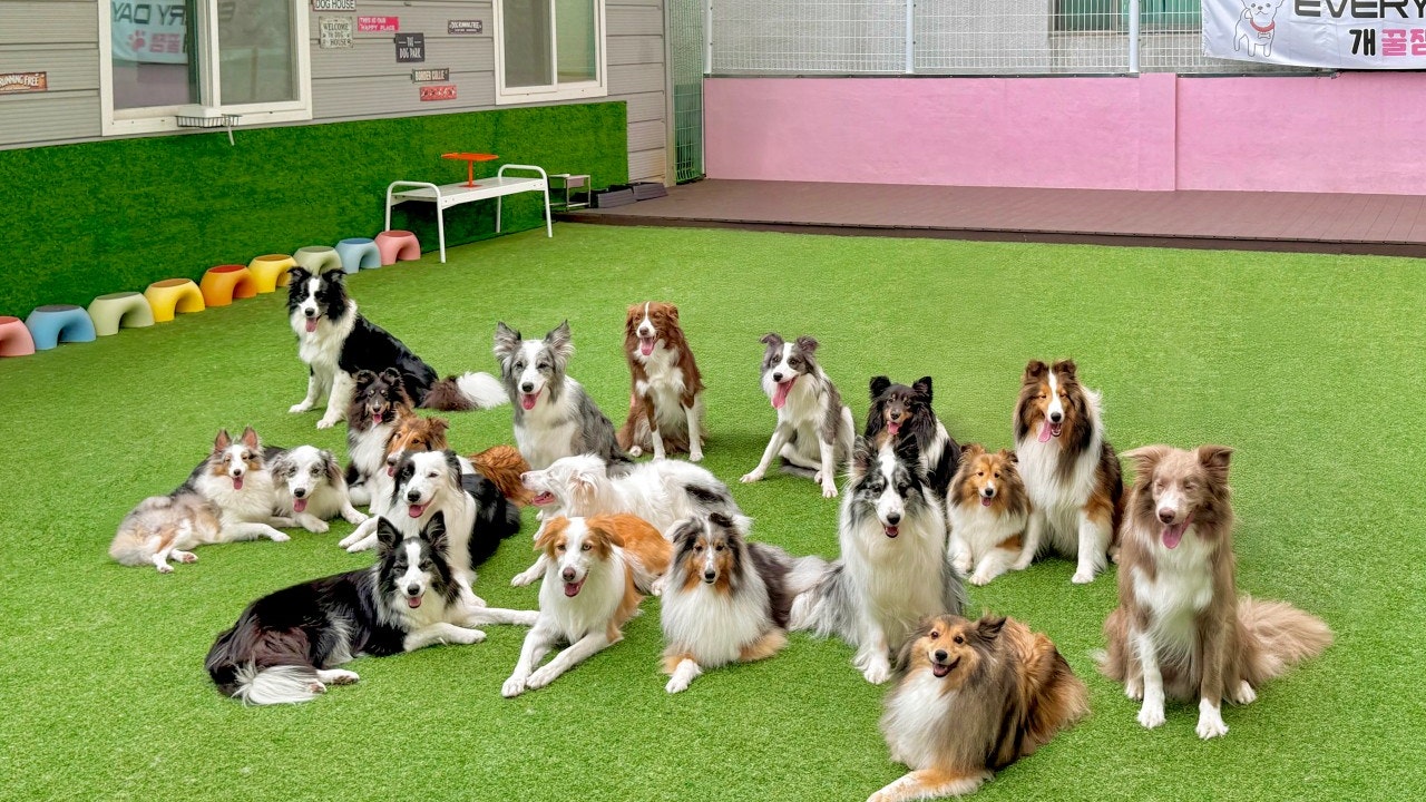 개꿀잼애견카페