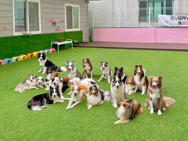 개꿀잼애견카페