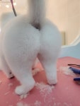 그루밍츄