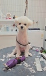 그루머엔제이