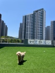 꿈펫