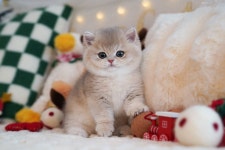 고양이전문 달루나캣츠 잠실본점