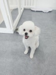 개이뻐 애견미용실