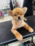 삼둥이네 pet salon