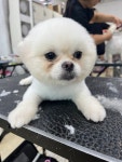 삼둥이네 pet salon