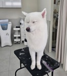 미미멍 애견미용