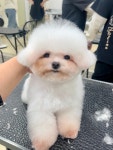 삼둥이네 pet salon