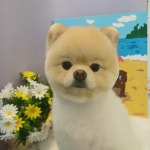 댕댕이모