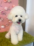 삼둥이네 pet salon