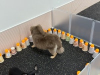 하울리우드 애견유치원