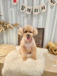 털뭉치