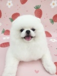 댕구르미
