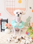 사계절예쁘개