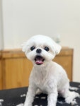 멍동이네
