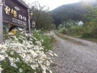 꽃별하얀
