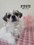 포댕포댕