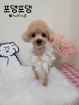 포댕포댕