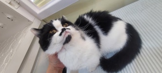 고양이 무마취 미용 냥털도둑