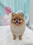멍멍샵