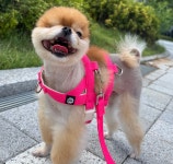애견호텔 바크팰리스