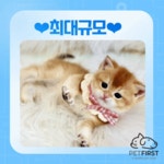 펫퍼스트24시 서울송파점 강아지고양이분양말티푸말티즈푸들