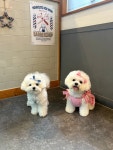 강아지이발관