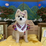 올라펫살롱