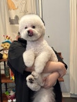 강아지이발관