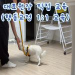 프렌즈도그 유치원 광주 서구점