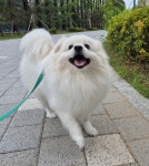 애견호텔 바크팰리스