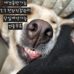 리네일 용봉전대점