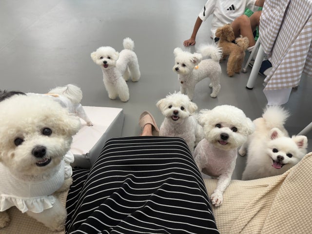 딩댕 실내애견카페