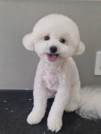 바둑이쌀롱