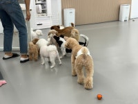 딩댕 실내애견카페