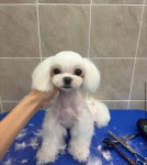 수수펫살롱