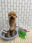캉스펫