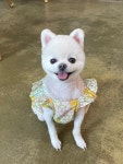 영희와바둑이애견미용샵