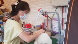 콩쥐애견아카데미