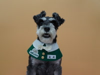 라이크어독 애견유치원 강아지유치원 애견호텔 애견미용