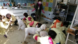 콩쥐애견아카데미