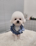 꽃단장애견미용실
