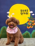 팡앤뭉치 애견미용실