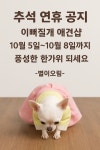 이뻐질개애견미용실